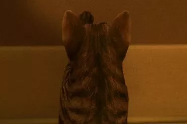 哈基米恐怖游戏《猫还在逃吗?》官方辟谣“已停止开发”