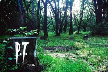 神谷英树希望小岛秀夫能做一款《P.T.》风格的游戏
