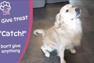 终于能云养狗了！"真狗"互动模拟游戏上线Steam页面