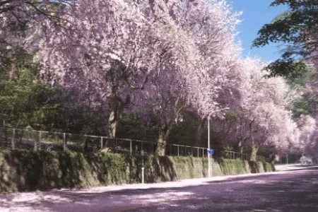 《地平线6》季节系统结合日本文化：夏有锦鲤 秋有云海