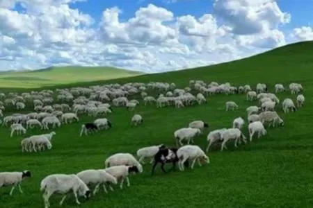 内蒙古月薪1.6万招牧羊人：看管3000只羊 需耐住寂寞